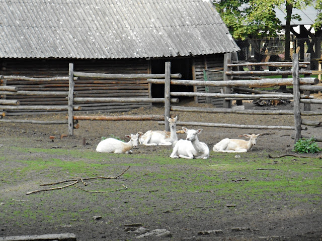odpoczynek zwierzęta kopytne w zoo, Nowy Tomyśl, wybieg