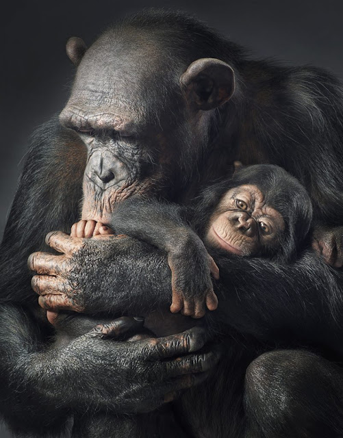 Es un animal con que el que los seres humanos compartimos aproximadamente el 98% de nuestro material genético Es un animal con que el que los seres humanos compartimos aproximadamente el 98% de nuestro material genético