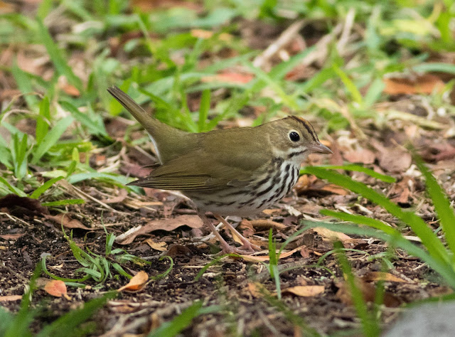 Ovenbird - Dry Tortugas, Florida Ovenbird - Dry Tortugas, Florida
