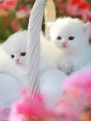Cute And Funny Images Of White Kitten 6