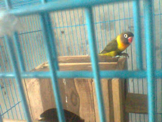 ciri-ciri lovebird olive perso ciri-ciri lovebird olive perso