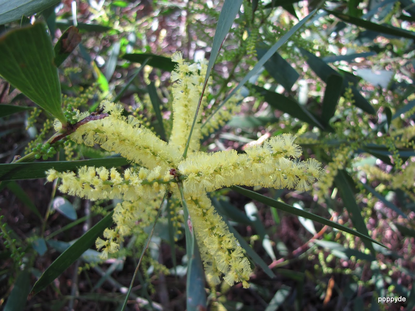 Sydney's Wildflowers and Native Plants Acacia longifolia Sydney