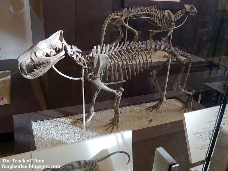 Hyaenodon American Museum Of Natural History Hyaenodon American Museum Of Natural History