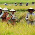 Spirit Agraria, Petani Rekasa Jadi Petani Mulia