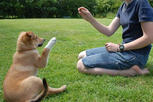 Huấn luyện chó đi bằng 3 chân