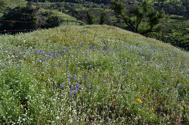 mostly blue and white flowers with poppies