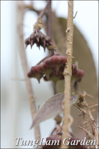 cẩm cù, hoa cẩm cù, hoya caudata, cẩm cù lông, hoa treo, hoa treo ban công, hoa leo cẩm cù, hoa cẩm cù, hoya caudata, cẩm cù lông, hoa treo, hoa treo ban công, hoa leo