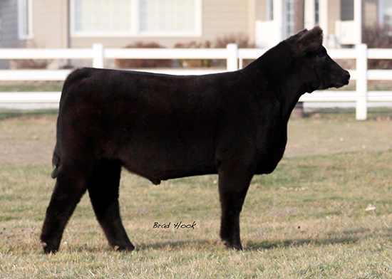 Lautner Farms: Holmes Show Cattle Online Sale - Bidding Ends Tonight!