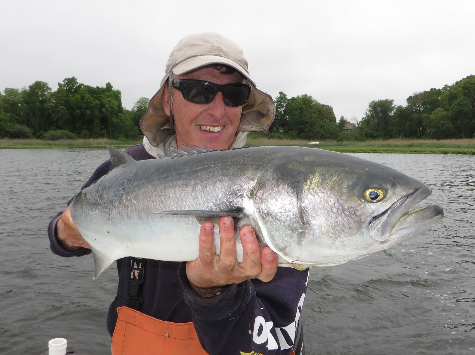 Rhode Island Striped Bass: Another Big Bluefish Year on the Way?