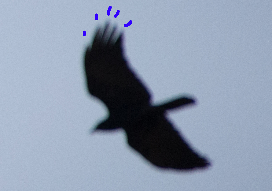 PeregrinePrints not dot com Blog: Visual ID of American vs. Fish