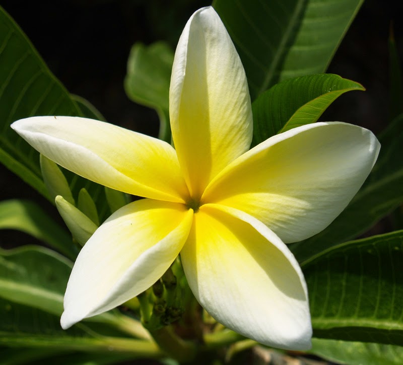 Yellow Plumeria Flowers Flower With Styles