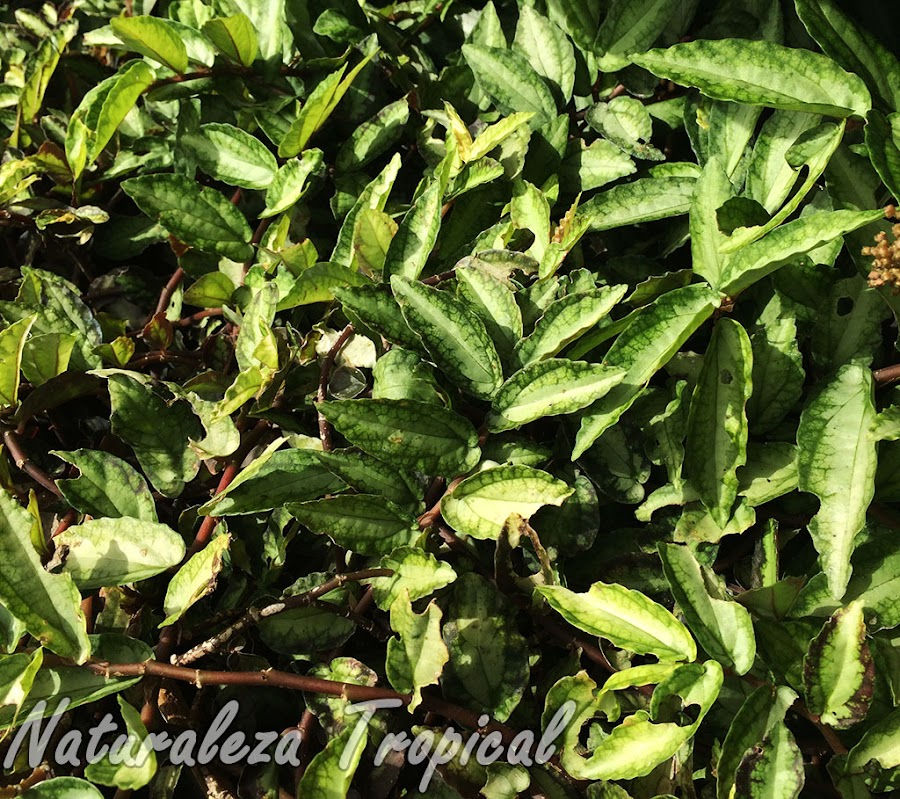 Vista de la planta ornamental llamada Pellionia repens