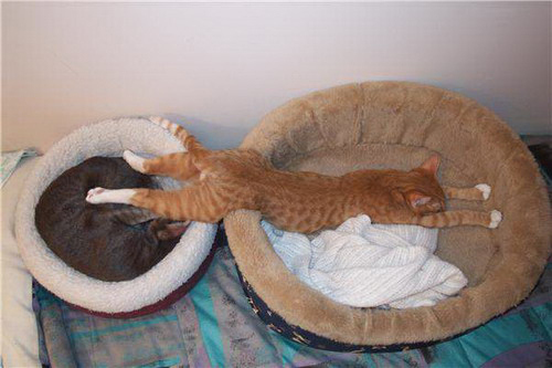 Funny Cats - Photography Pics