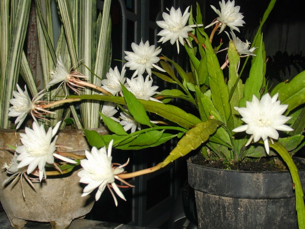 Koleksi Tanaman  Hias Bunga Wijaya  Kusuma  Epiphyllum 