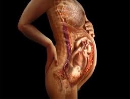 Fisiologicos en el trimestre y por anatomicos cambios embarazo