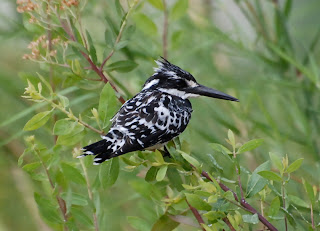 Pied Kingfisher