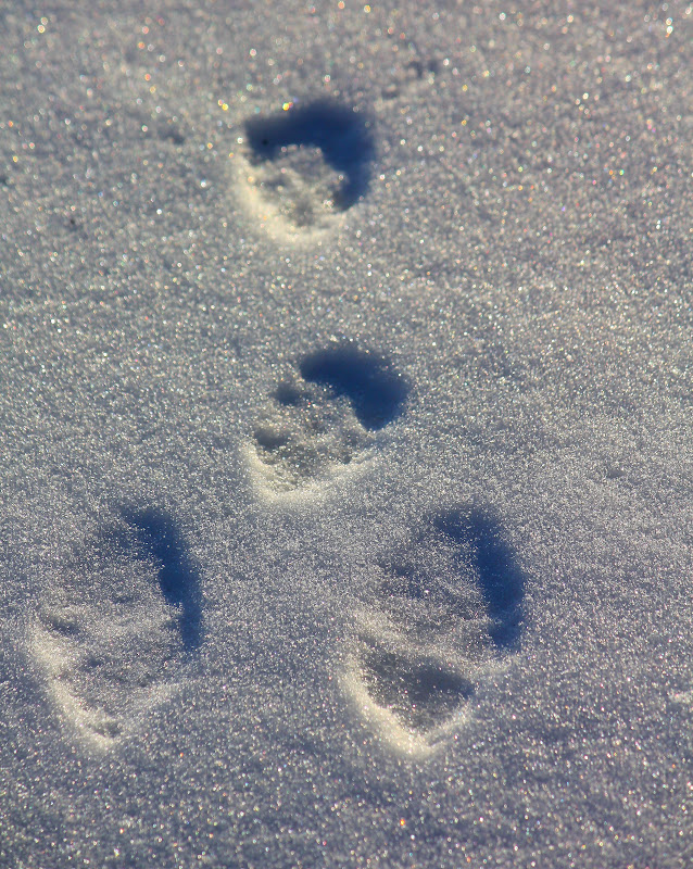 Susan Mayer's Haven: Rabbit tracks