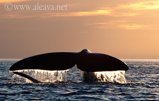 cola de ballena en un avistaje de ballenas al atardecer en Península Valdés