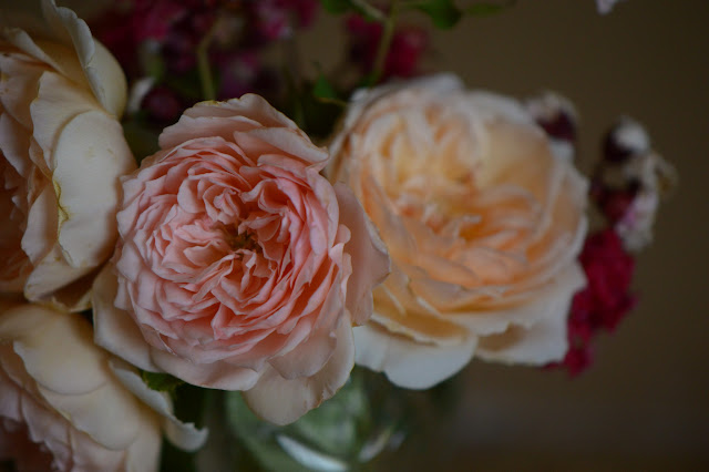 Monday vase meme, English roses, rose "Crown Princess Margareta"