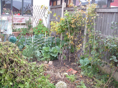 A garden bed with various brassicas growing