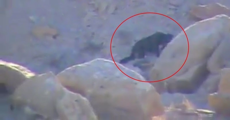 скинволкер существует или нет