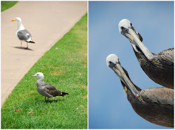 flying hope pet bird sanctuary 6