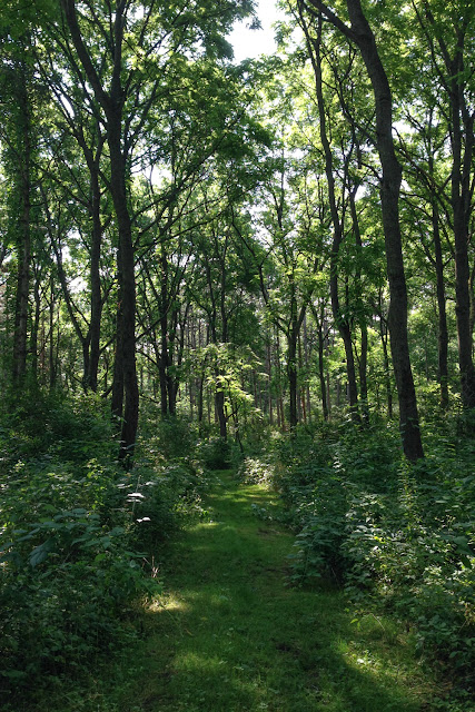 hiking, nature, woods, summer savor summer, #ssjuly2015