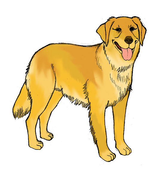 Pencil sketches and drawings: How to Draw a Golden Retriever