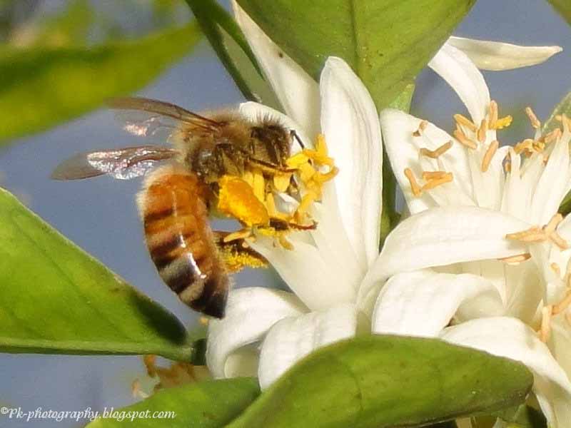 Orange Blossoms Nature, Cultural, and Travel Photography Blog