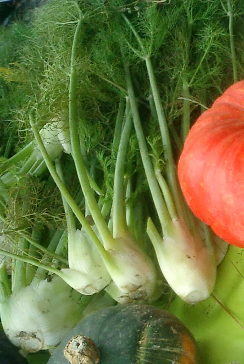 edible culture Braised fennel