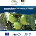 Libros gratis: Manual tecnico del cultivo de tomate .- pdf.