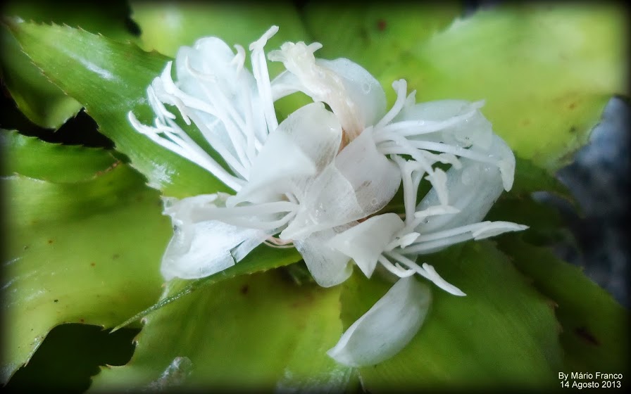 Meu Cantinho Verde: BROMÉLIA-CRYPTANTHUS - ( Cryptanthus acaulis )