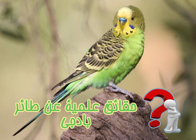 طائر البادجي الاسترالي حقائق علمية عن