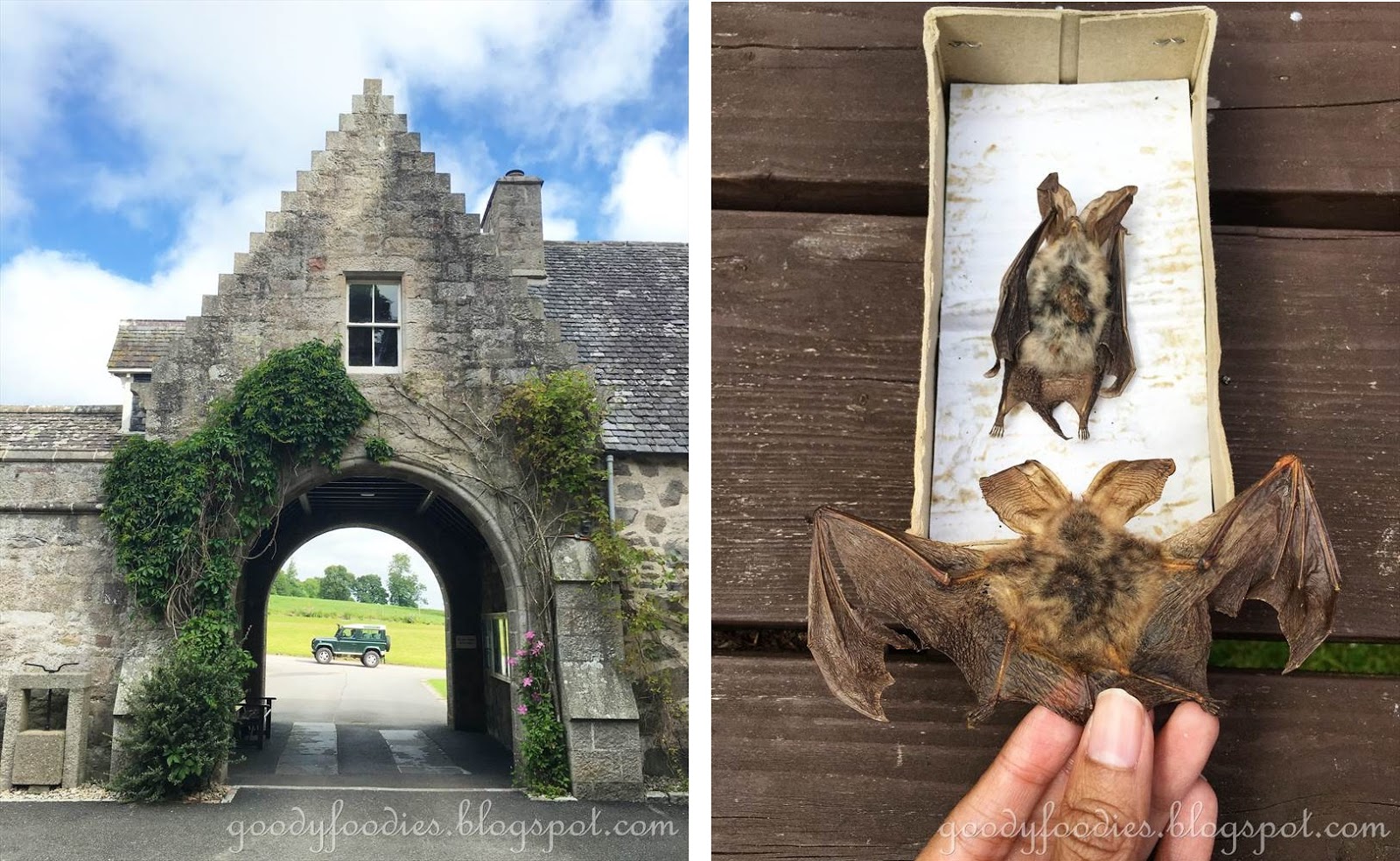 GoodyFoodies A Bat's Life at Drum Castle, Scotland