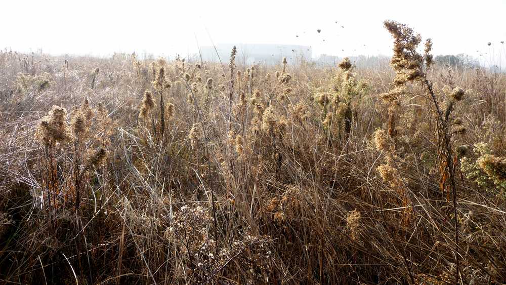 r o b i n 's y a r d Conyza sumatrensis