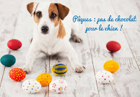 Danger du chocolat pour les chiens Danger du chocolat pour les chiens