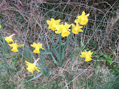 Daffodil 2012/m4