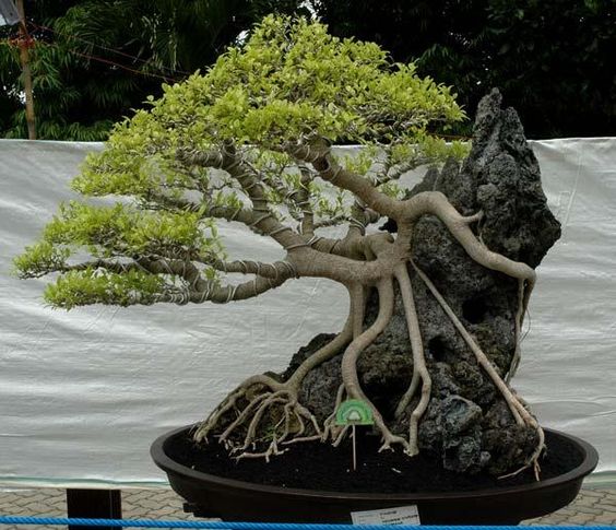 mẫu bonsai đẹp trong sân vườn