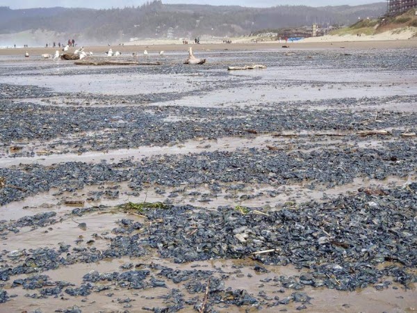 Inusual invasion de medusas sobre las costas de oregon estados unidos. Inusual invasion de medusas sobre las costas de oregon estados unidos.