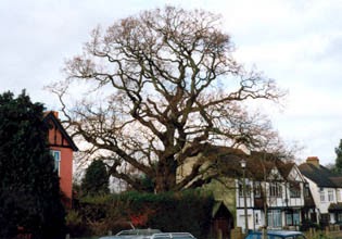 Great and old oak tree
