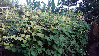 Pohon roay yang tumbuh subur