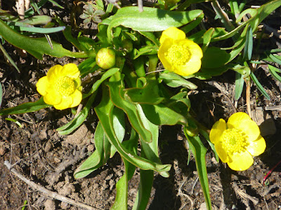 Water-plantain buttercups buttercups