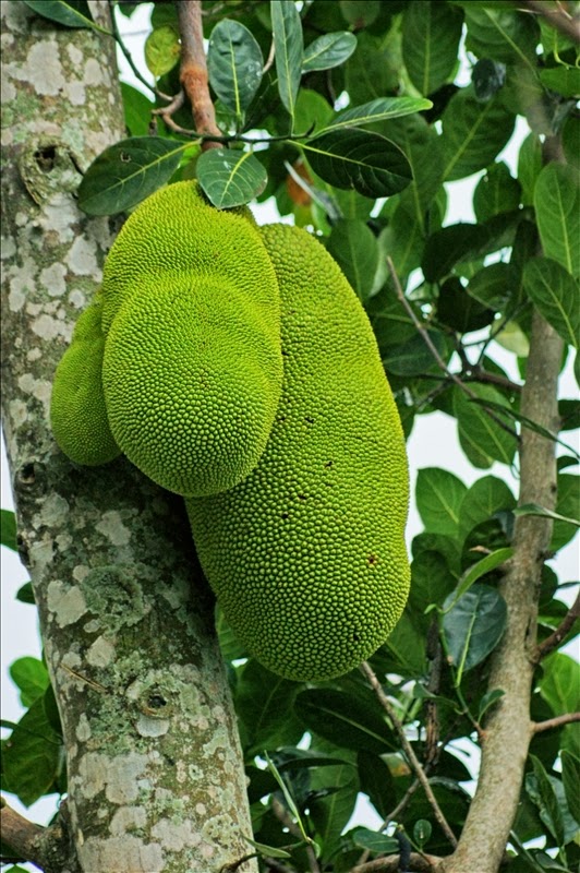 The Jackfruit Tree