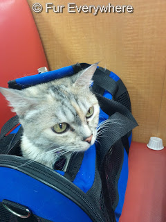 Jewel pops her head up from her soft-sided carrier to get a bite of hamburger at Wendy's.