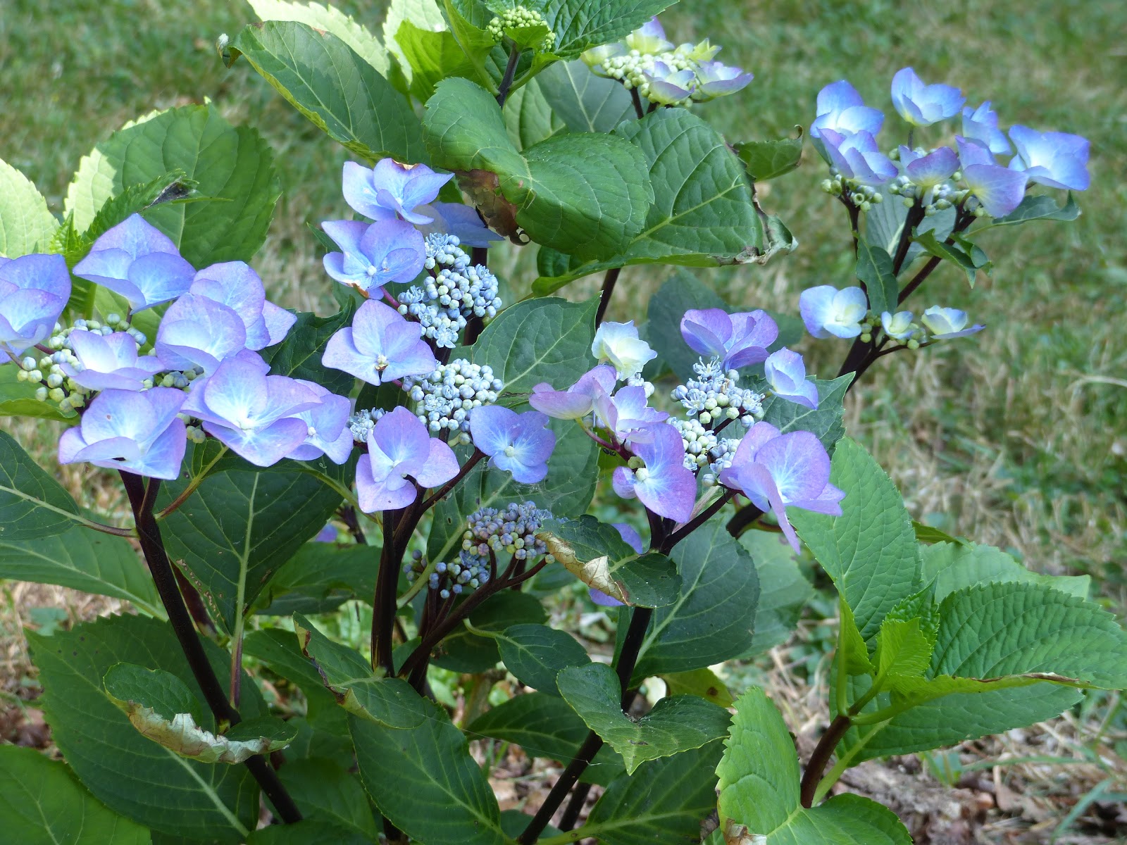 Temps De Jardin Ont Ils Vraiment Soif Ces Hydrangeas