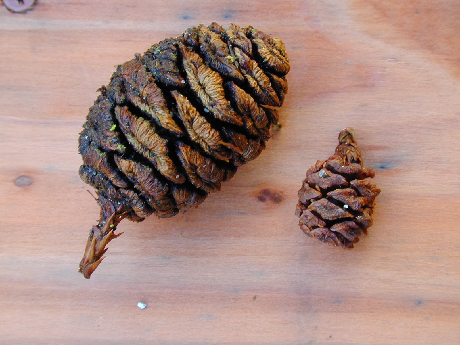 Trees of Santa Cruz County Sequoiadendron giganteum Giant Redwood