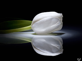 White Roses Pictures
