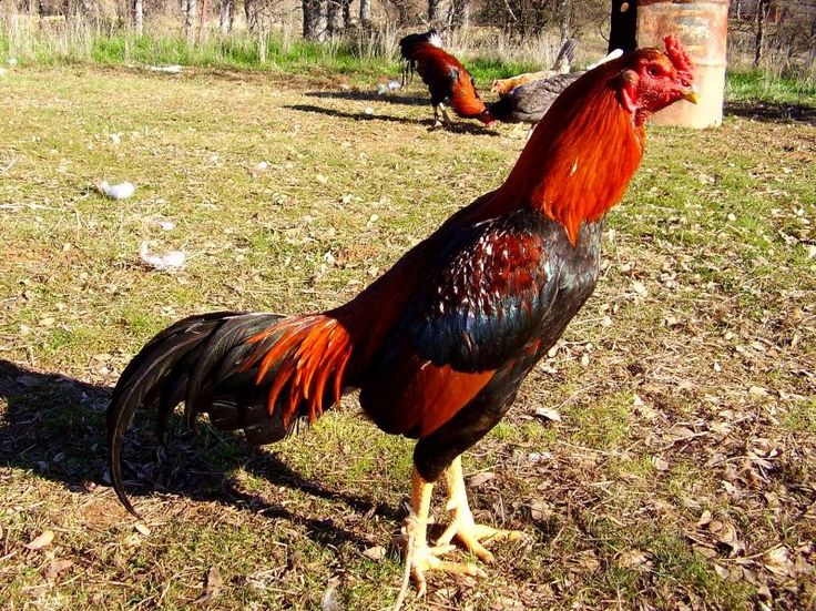 Sabong PH: History of Asil