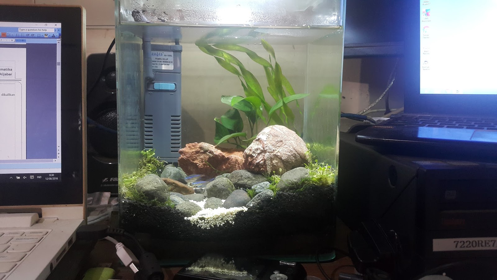 Penjualan Aquascape daerah Magelang dan Sekitarnya Jual