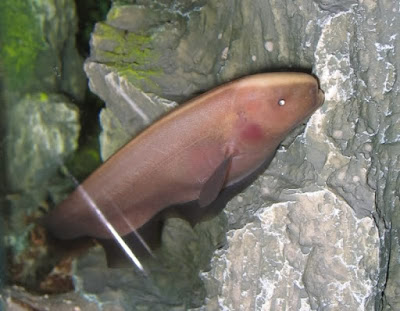 Black ghost albino ikan hias air tawar Black ghost albino ikan hias air tawar